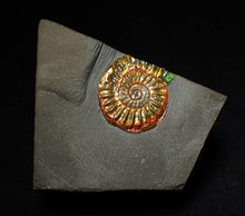 Load image into Gallery viewer, Rainbow iridescent Caloceras display ammonite fossil 23mm
