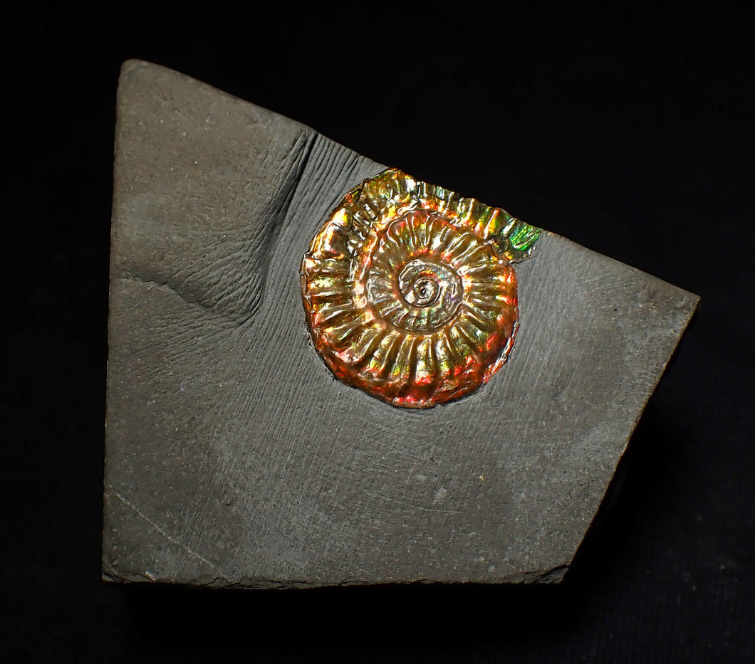 Rainbow iridescent Caloceras display ammonite fossil 23mm