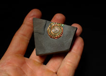 Load image into Gallery viewer, Rainbow iridescent Caloceras display ammonite fossil 23mm
