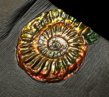 Load image into Gallery viewer, Rainbow iridescent Caloceras display ammonite fossil 23mm
