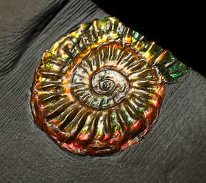 Rainbow iridescent Caloceras display ammonite fossil 23mm