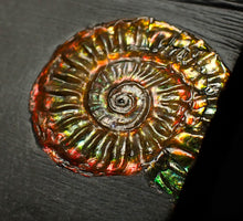 Load image into Gallery viewer, Rainbow iridescent Caloceras display ammonite fossil 23mm
