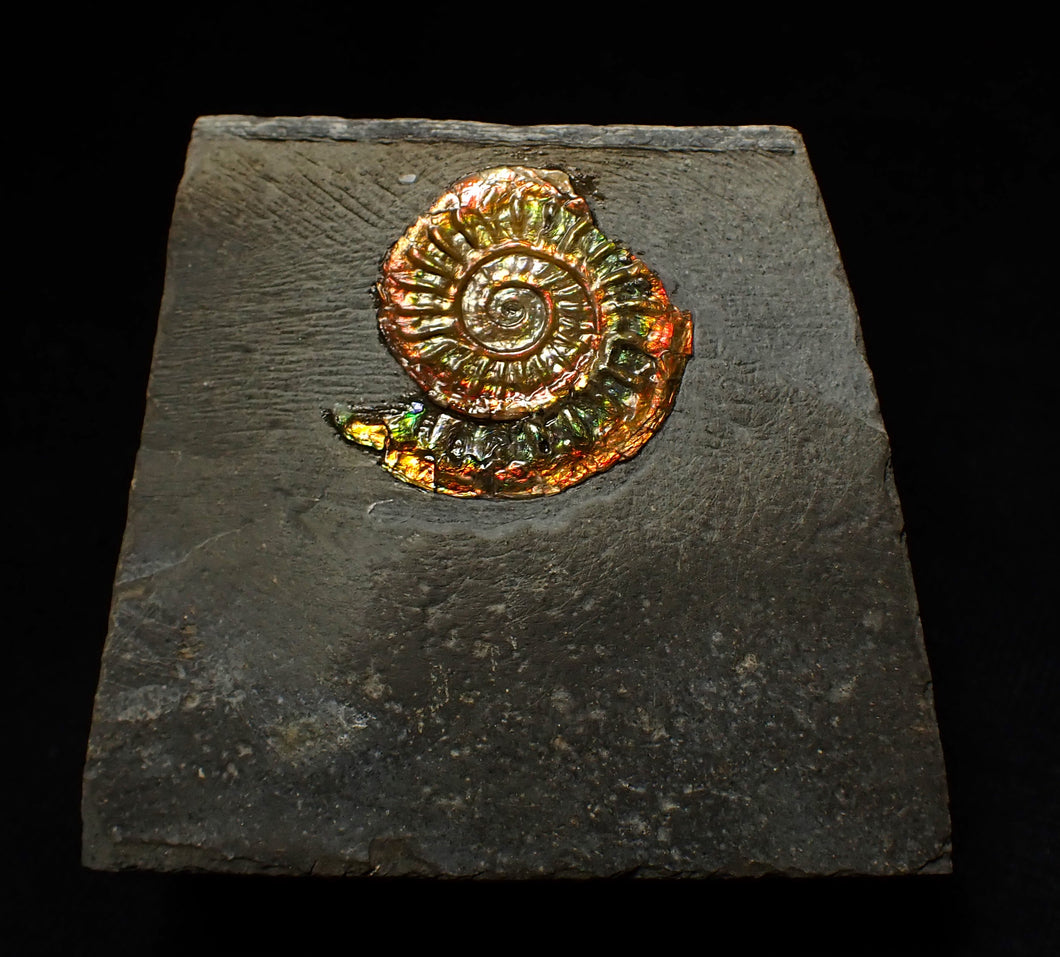 Rainbow iridescent Caloceras display ammonite fossil 22mm