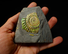 Load image into Gallery viewer, Green iridescent Caloceras display ammonite fossil 47mm
