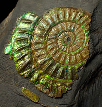 Load image into Gallery viewer, Green iridescent Caloceras display ammonite fossil 47mm
