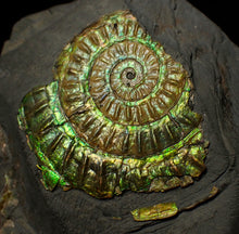 Load image into Gallery viewer, Green iridescent Caloceras display ammonite fossil 47mm
