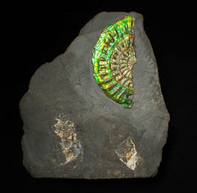 Load image into Gallery viewer, Green &amp; blue iridescent Caloceras display ammonite fossil 67mm
