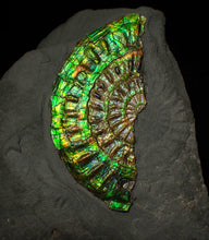 Load image into Gallery viewer, Green &amp; blue iridescent Caloceras display ammonite fossil 67mm
