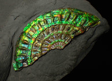 Load image into Gallery viewer, Green &amp; blue iridescent Caloceras display ammonite fossil 67mm
