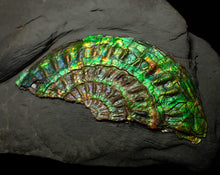 Load image into Gallery viewer, Green &amp; blue iridescent Caloceras display ammonite fossil 67mm
