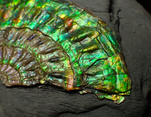 Load image into Gallery viewer, Green &amp; blue iridescent Caloceras display ammonite fossil 67mm
