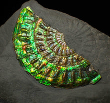 Load image into Gallery viewer, Green &amp; blue iridescent Caloceras display ammonite fossil 67mm
