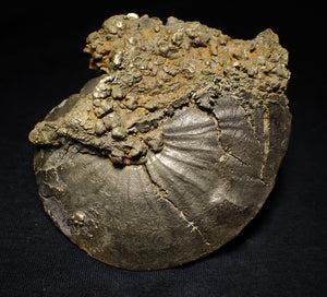 Very large Oxynoticeras pyrite ammonite fossil (103 mm)