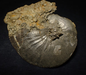 Very large Oxynoticeras pyrite ammonite fossil (103 mm)