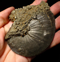 Load image into Gallery viewer, Very large Oxynoticeras pyrite ammonite fossil (103 mm)
