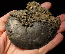 Load image into Gallery viewer, Very large Oxynoticeras pyrite ammonite fossil (103 mm)
