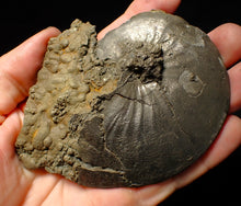 Load image into Gallery viewer, Very large Oxynoticeras pyrite ammonite fossil (103 mm)
