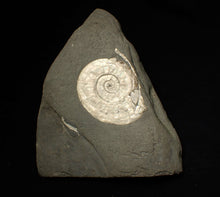 Load image into Gallery viewer, White Psiloceras ammonite display fossil
