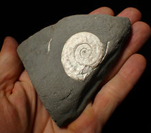 Load image into Gallery viewer, White Psiloceras ammonite display fossil
