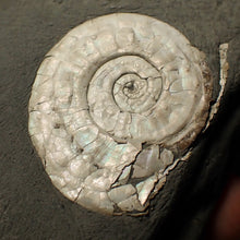 Load image into Gallery viewer, White Psiloceras ammonite display fossil
