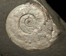 Load image into Gallery viewer, White Psiloceras ammonite display fossil
