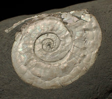 Load image into Gallery viewer, White Psiloceras ammonite display fossil
