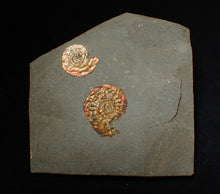 Load image into Gallery viewer, Iridescent multi-Psiloceras ammonite display fossil
