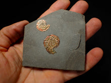 Load image into Gallery viewer, Iridescent multi-Psiloceras ammonite display fossil
