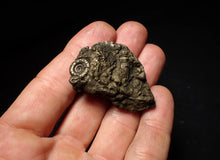 Load image into Gallery viewer, Pyrite Eoderoceras multi-ammonite fossil (45 mm)
