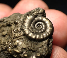 Load image into Gallery viewer, Pyrite Eoderoceras multi-ammonite fossil (45 mm)

