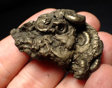 Load image into Gallery viewer, Pyrite Eoderoceras multi-ammonite fossil (45 mm)
