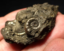 Load image into Gallery viewer, Pyrite Eoderoceras multi-ammonite fossil (45 mm)

