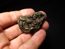 Load image into Gallery viewer, Pyrite Eoderoceras multi-ammonite fossil (45 mm)
