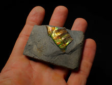 Load image into Gallery viewer, Green and gold iridescent partial Caloceras display ammonite fossil
