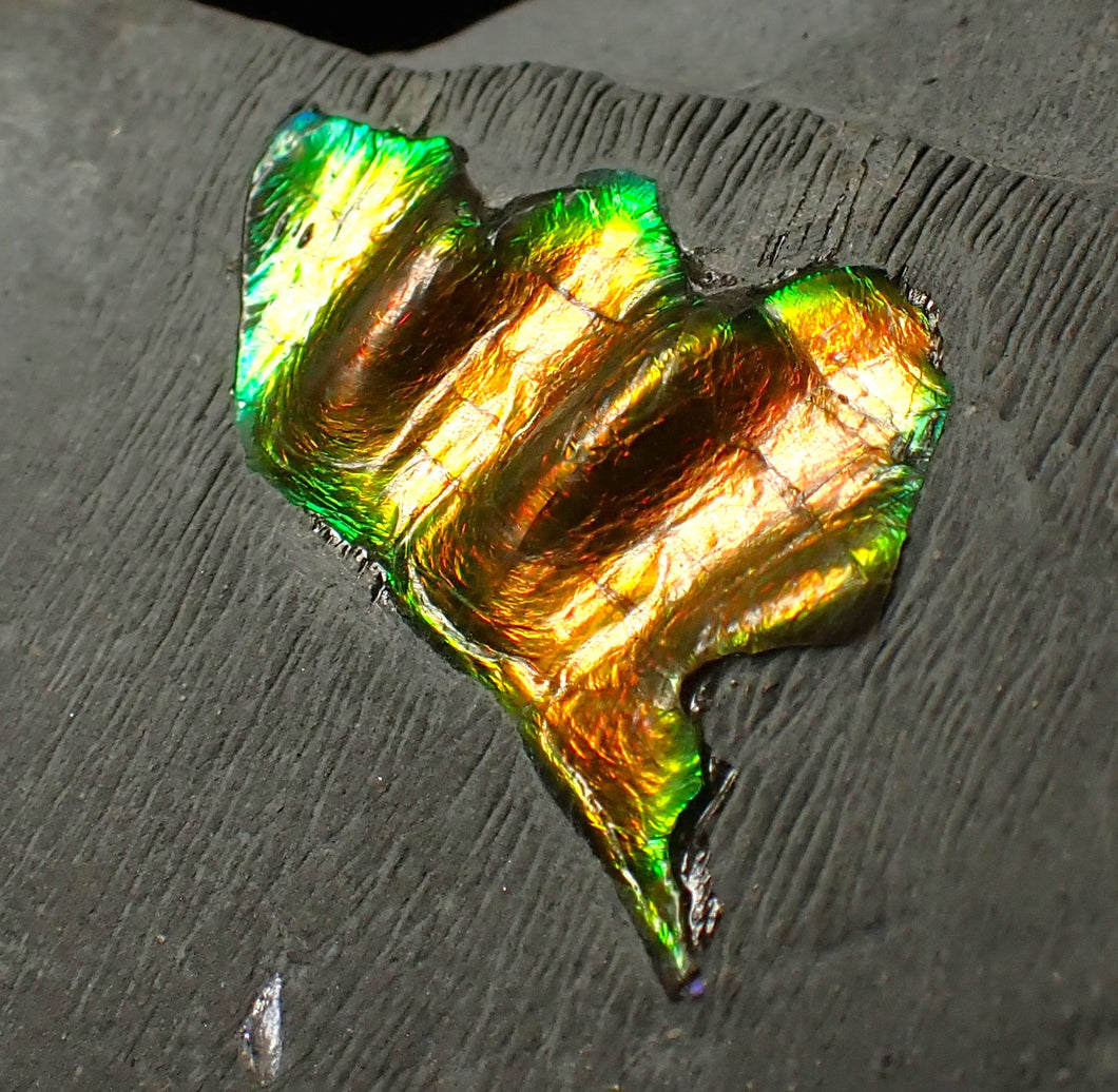 Green and gold iridescent partial Caloceras display ammonite fossil