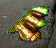 Load image into Gallery viewer, Green and gold iridescent partial Caloceras display ammonite fossil
