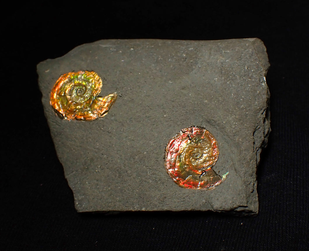 Double-juvenile iridescent red & gold Psiloceras ammonite fossil