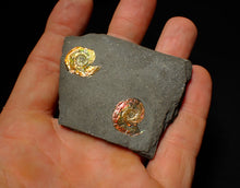 Load image into Gallery viewer, Double-juvenile iridescent red &amp; gold Psiloceras ammonite fossil
