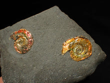 Load image into Gallery viewer, Double-juvenile iridescent red &amp; gold Psiloceras ammonite fossil
