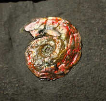 Load image into Gallery viewer, Double-juvenile iridescent red &amp; gold Psiloceras ammonite fossil
