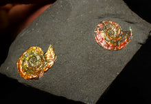 Load image into Gallery viewer, Double-juvenile iridescent red &amp; gold Psiloceras ammonite fossil
