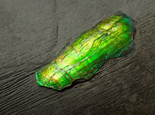 Load image into Gallery viewer, Green and gold iridescent partial Caloceras display ammonite fossil
