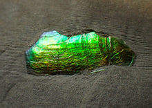 Load image into Gallery viewer, Green and gold iridescent partial Caloceras display ammonite fossil
