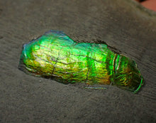 Load image into Gallery viewer, Green and gold iridescent partial Caloceras display ammonite fossil
