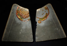 Load image into Gallery viewer, Rainbow iridescent popped Caloceras display ammonite fossil
