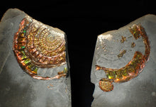 Load image into Gallery viewer, Rainbow iridescent popped Caloceras display ammonite fossil
