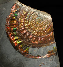 Load image into Gallery viewer, Rainbow iridescent popped Caloceras display ammonite fossil
