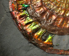 Load image into Gallery viewer, Rainbow iridescent popped Caloceras display ammonite fossil
