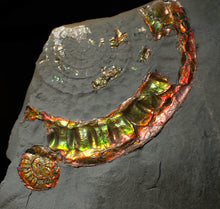 Load image into Gallery viewer, Rainbow iridescent popped Caloceras display ammonite fossil
