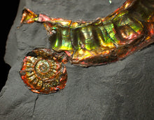 Load image into Gallery viewer, Rainbow iridescent popped Caloceras display ammonite fossil
